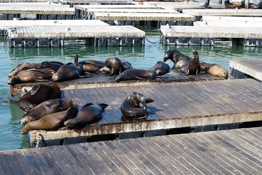 Seelöwen bei Fisherman's Wharf