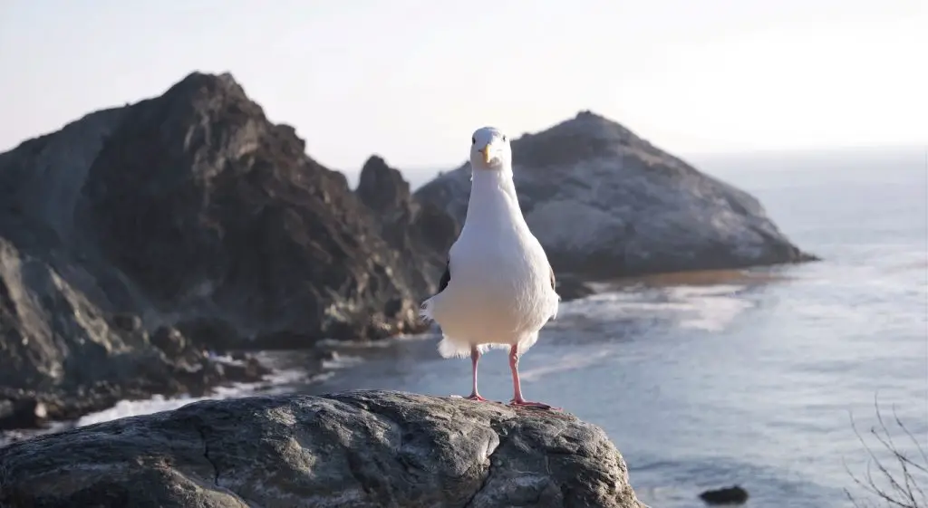 Möwe in Big Sur