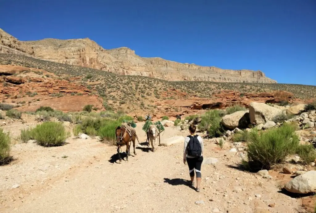 Havasupai Horses