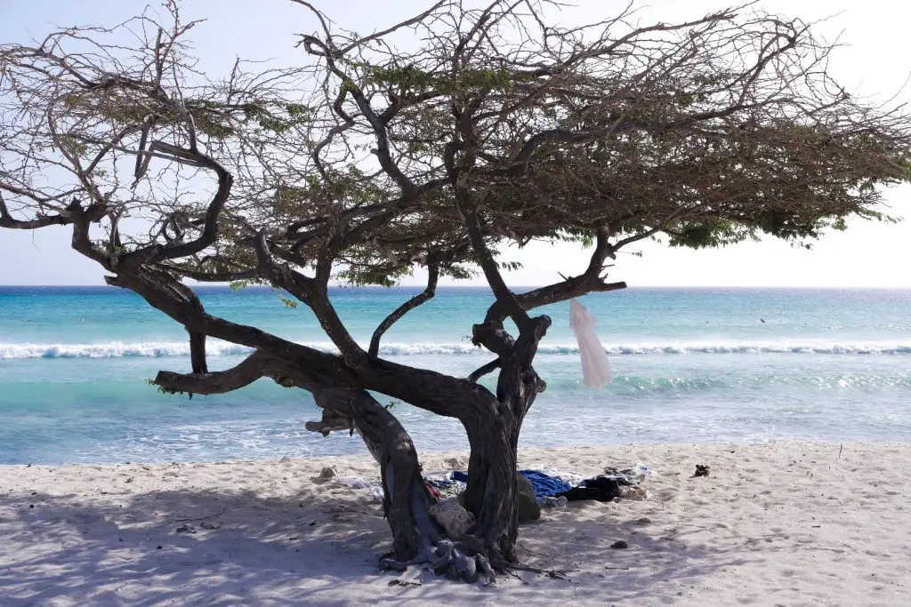 Divi Divi tree on Arashi Beach