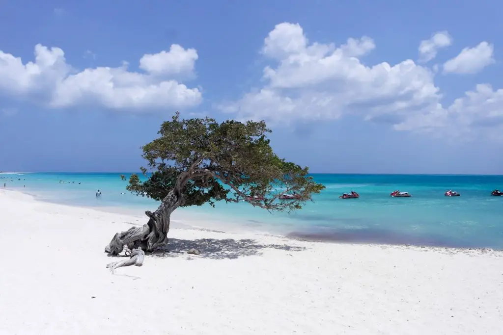 Eagle Beach Aruba Das Ist Der Schonste Strand Der Karibik Reiseblog Beforewedie De