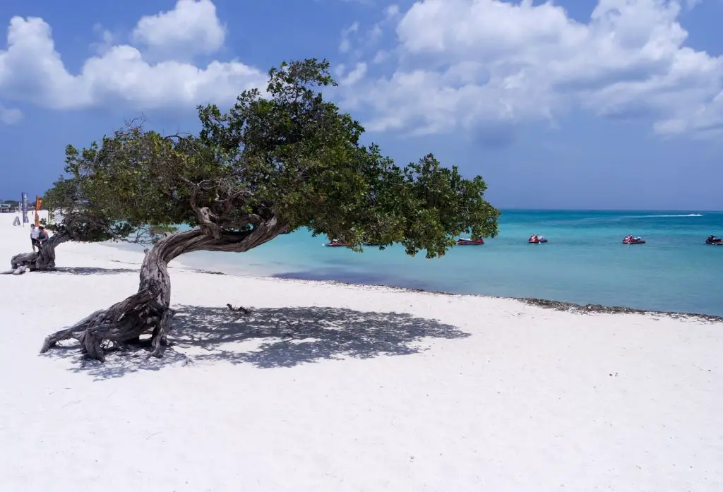 Divi Divi Tree auf Aruba