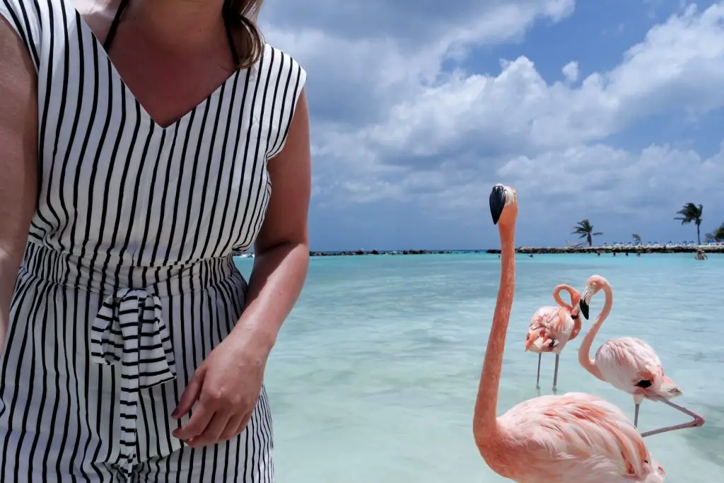 Flamingos in Aruba