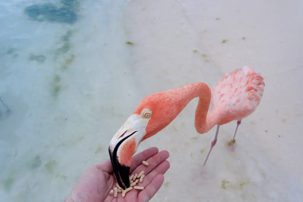 Flamingo feeding
