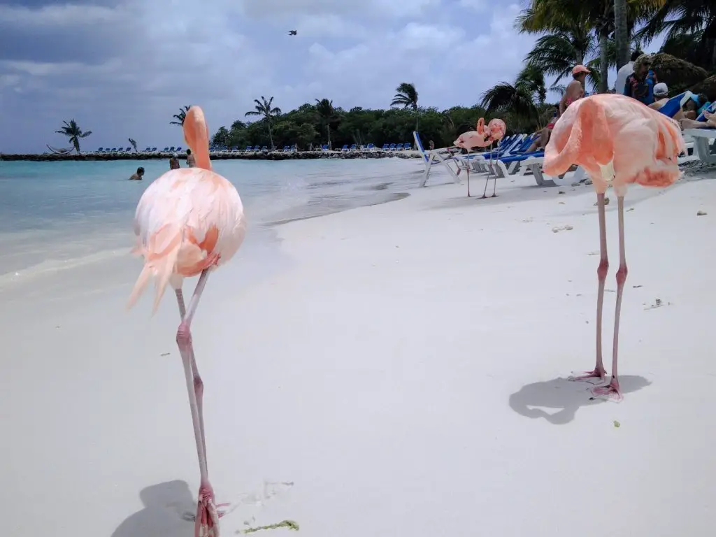 Flamingos on Reniassance Island