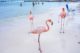 Aruba Flamingo Beach