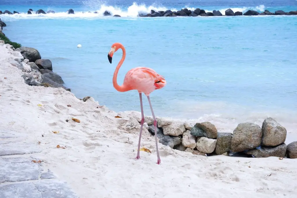 Flamingo Beach Aruba