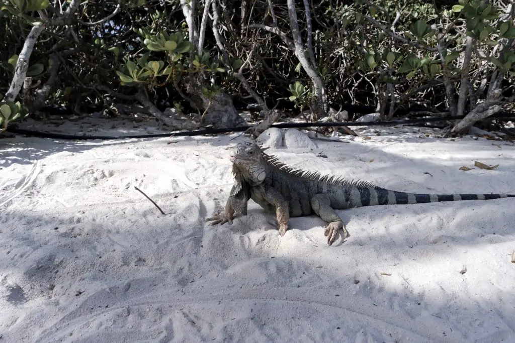 Leguane auf Aruba