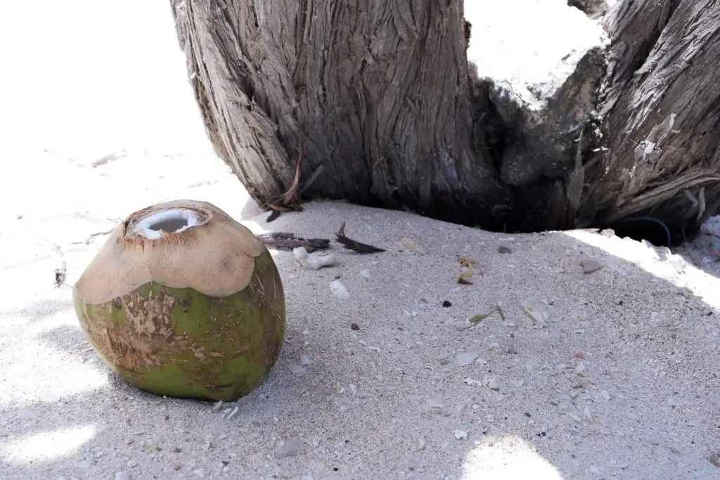 Coconut in the sand