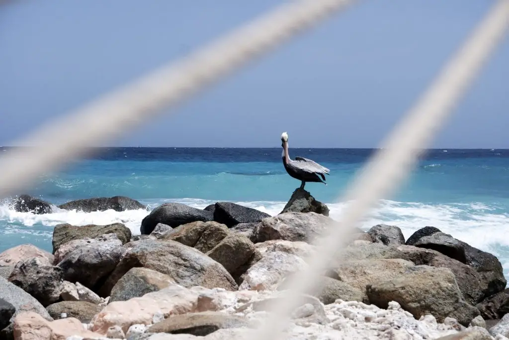 Pelikan auf Aruba