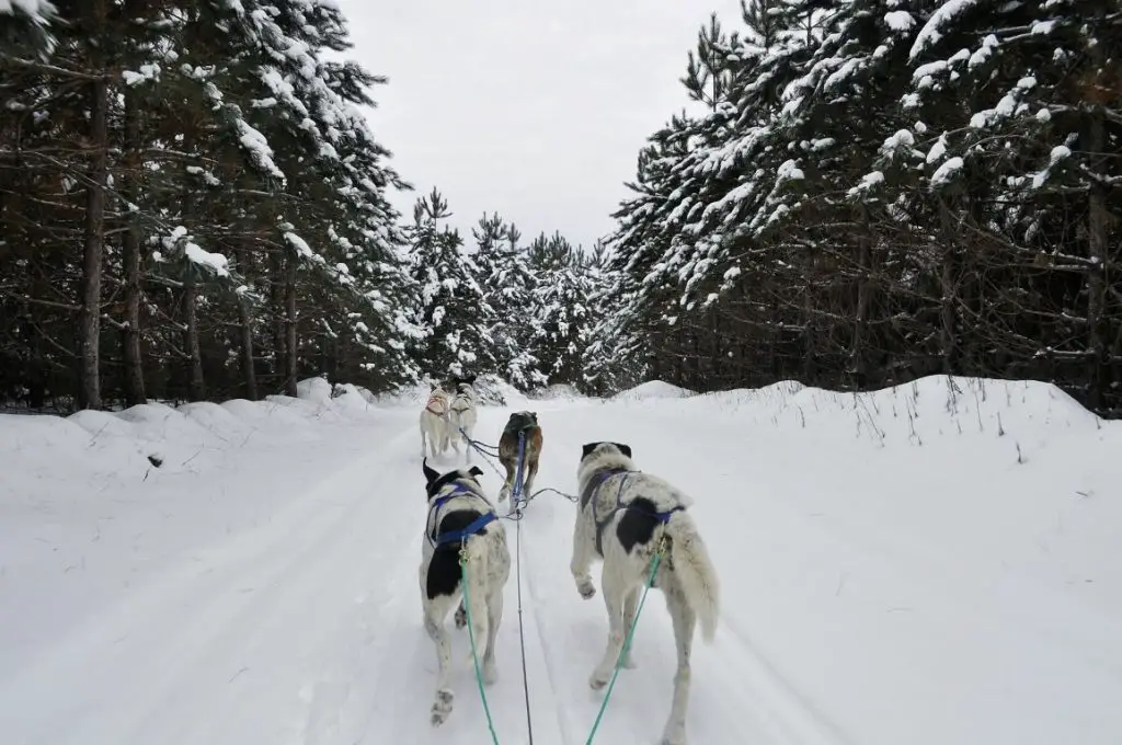 Dog sledding tour in Lapland