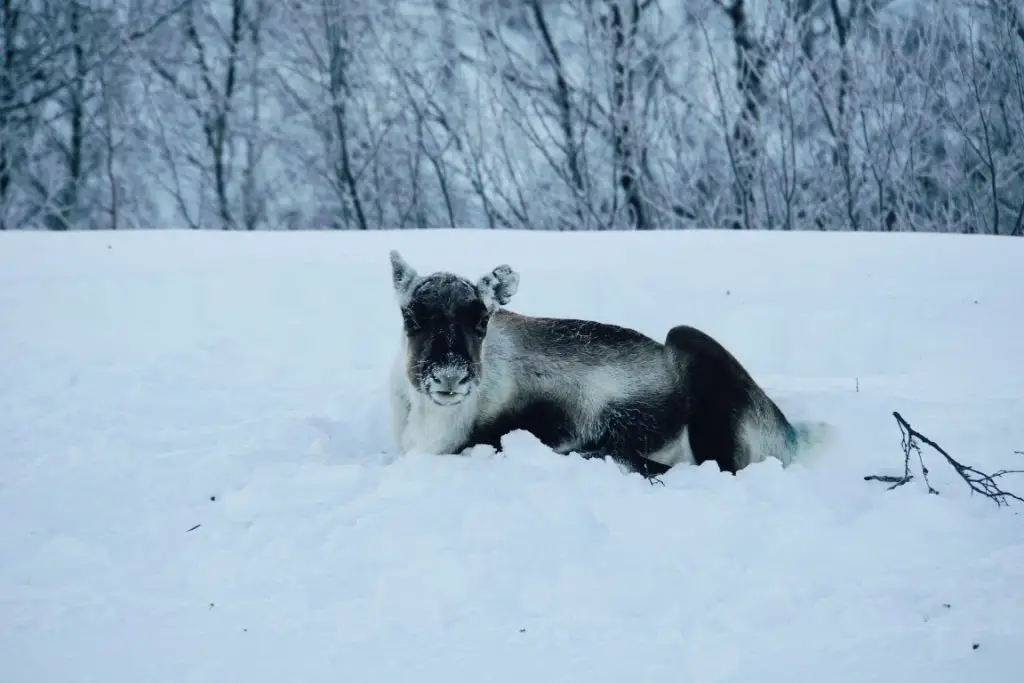 Reindeer in Swedish Lapland