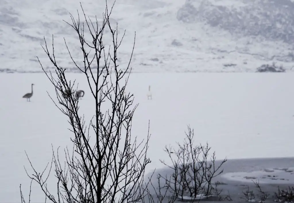 Swedish Lapland winter landscape