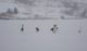 Enten auf dem See in Lappland