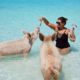 Schwimmen mit den Bahamas Schweinen