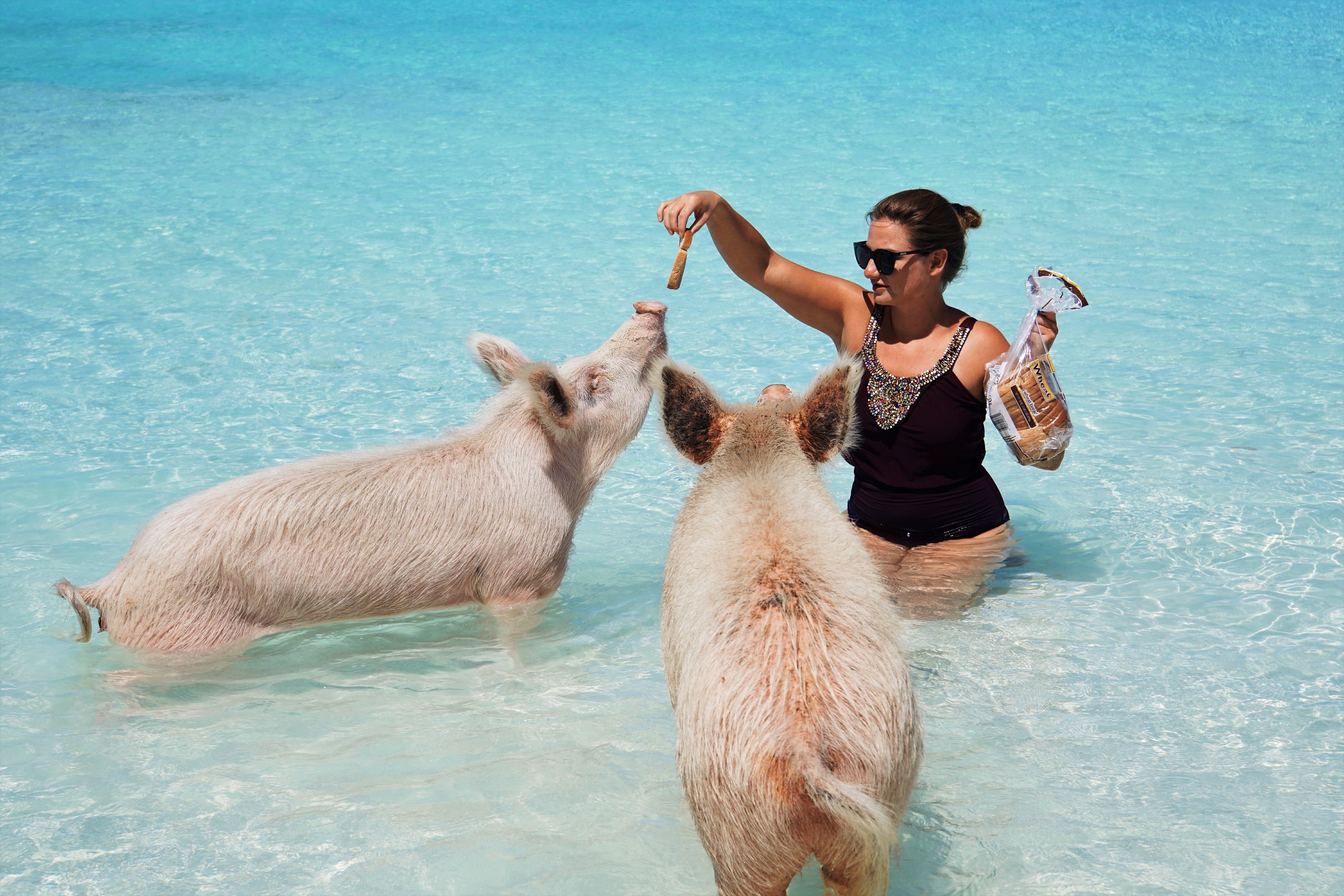 Schwimmen mit den Schweinen auf den Bahamas: Do It Before You Die!