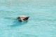 Bahamas schwimmende Schweine
