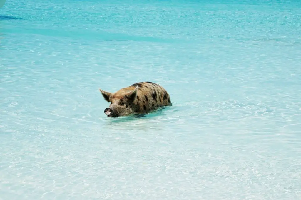 Schwimmende Schweine Pig Island Exuma