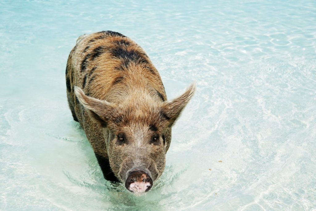 Pig Beach Big Major Cay