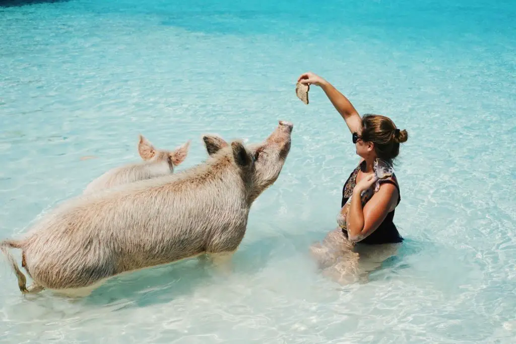 Pigs feed in the Bahamas