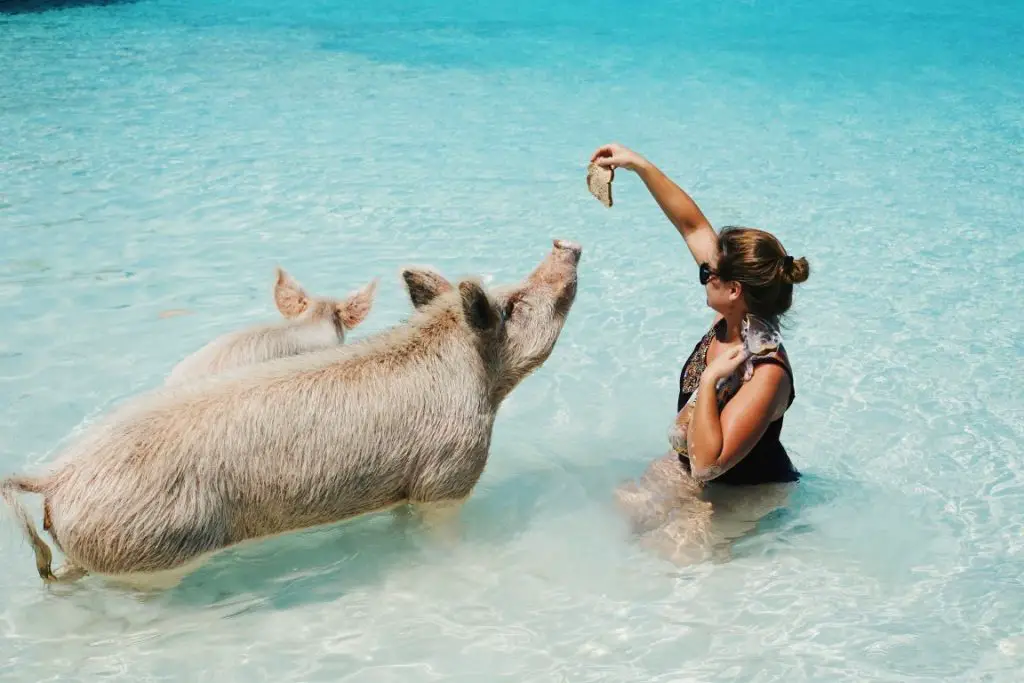 Schweine füttern auf den Bahamas