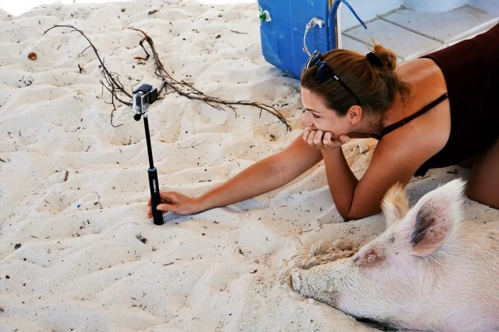 Schweine Selfie auf Pig Island