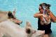 Schweine füttern auf den Bahamas