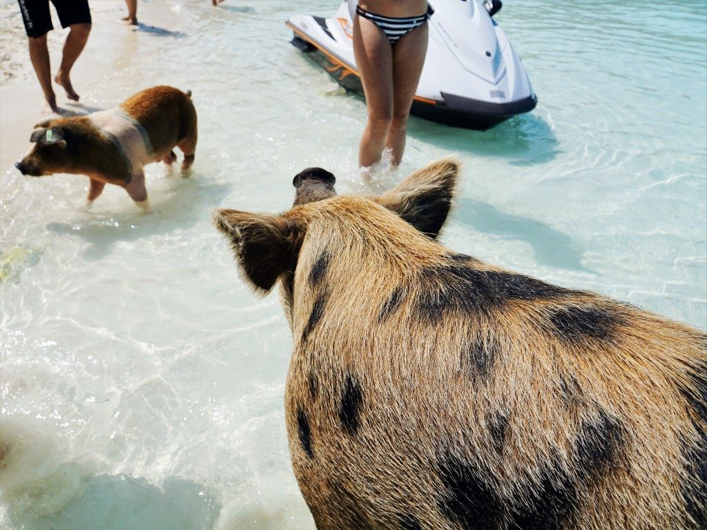 Schweine auf Pig Island Exuma