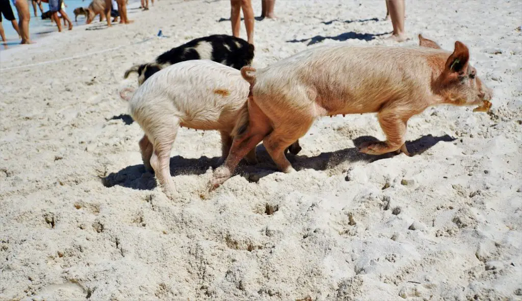 Pig Beach Big Major Cay