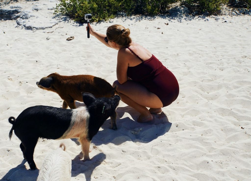 Schweine Selfie Bahamas