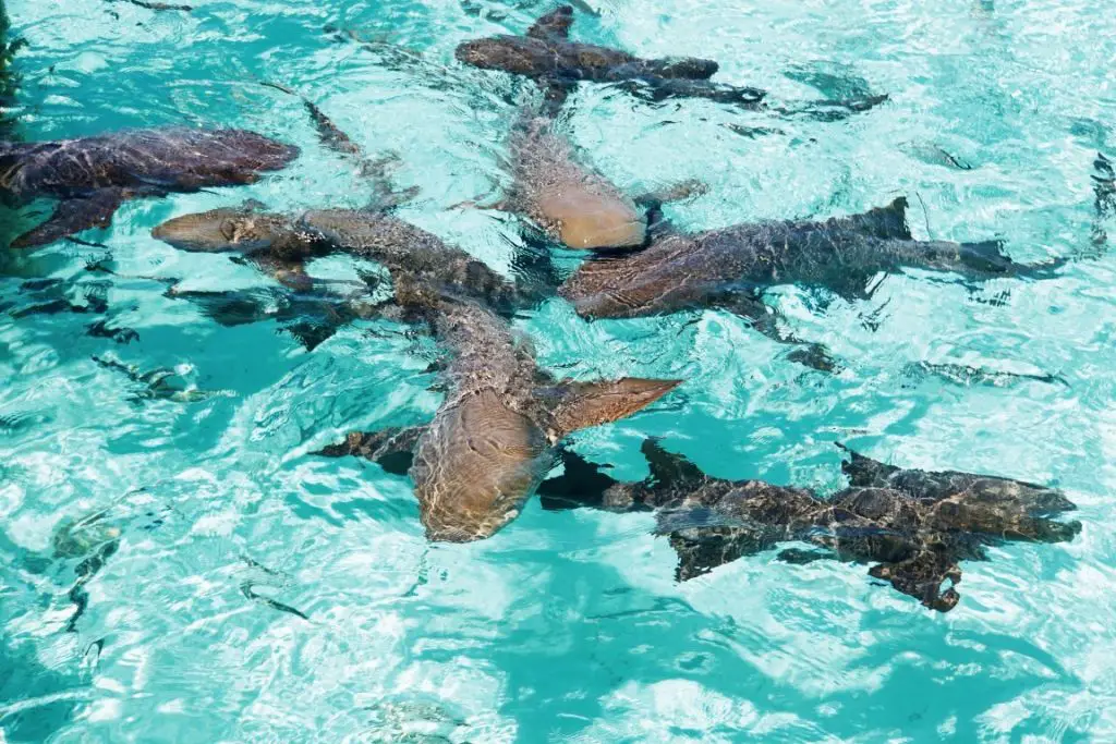 Nurse Sharks Compass Cay