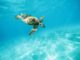 Exuma Meeresschildkröte Hoopers Bay