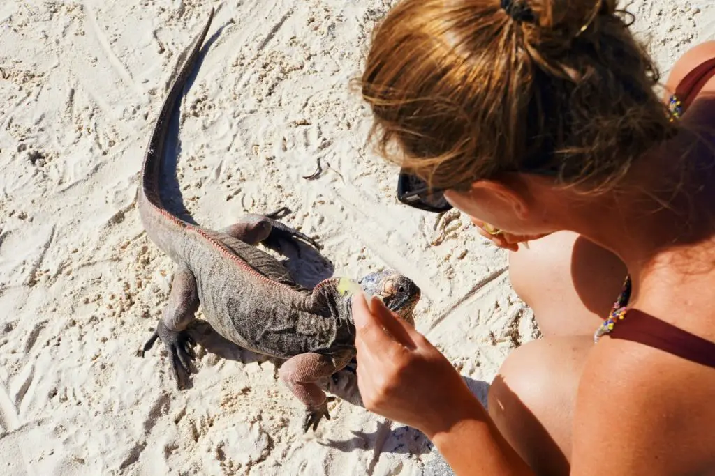 Iguana Island Exuma