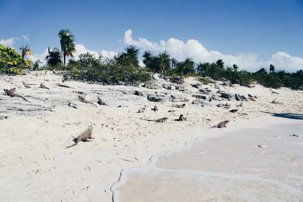 Bahamas Iguana Cay