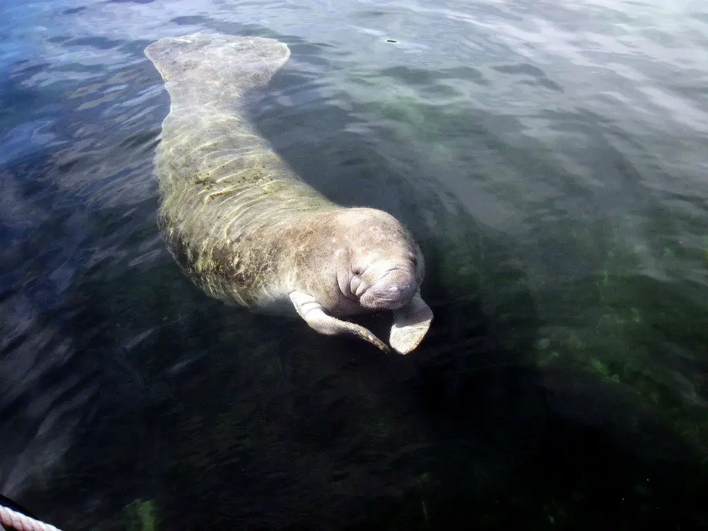 Manatee in der Kings Bay Florida