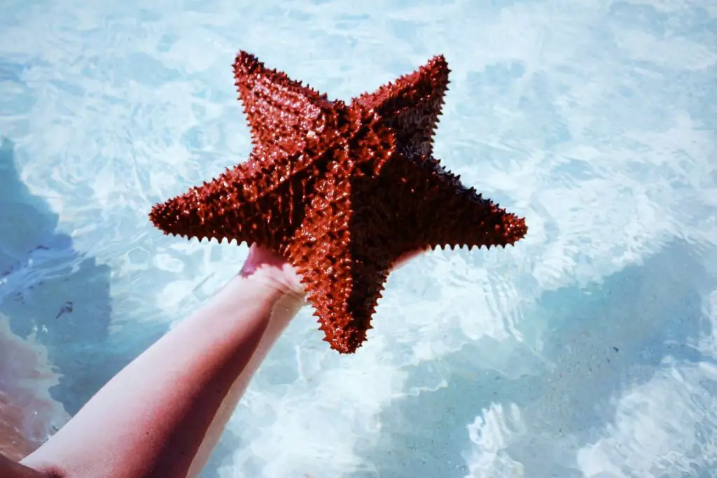 Exuma Seestern Starfish Beach