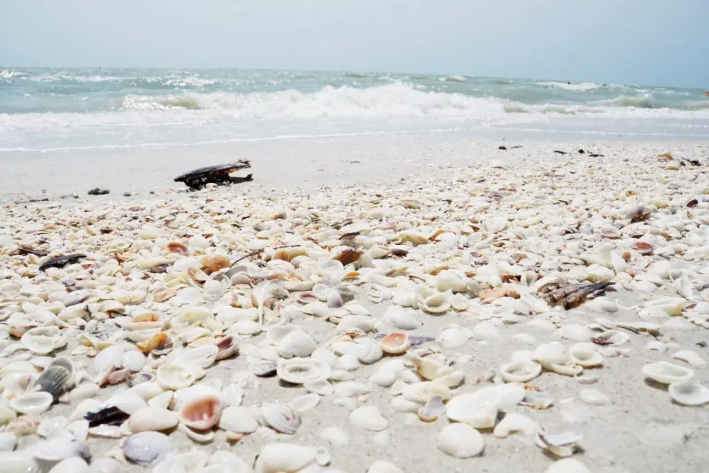 Shells Beach Sanibel Island Florida