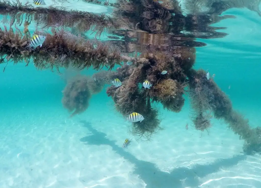Fish in Jamaica with GoPro