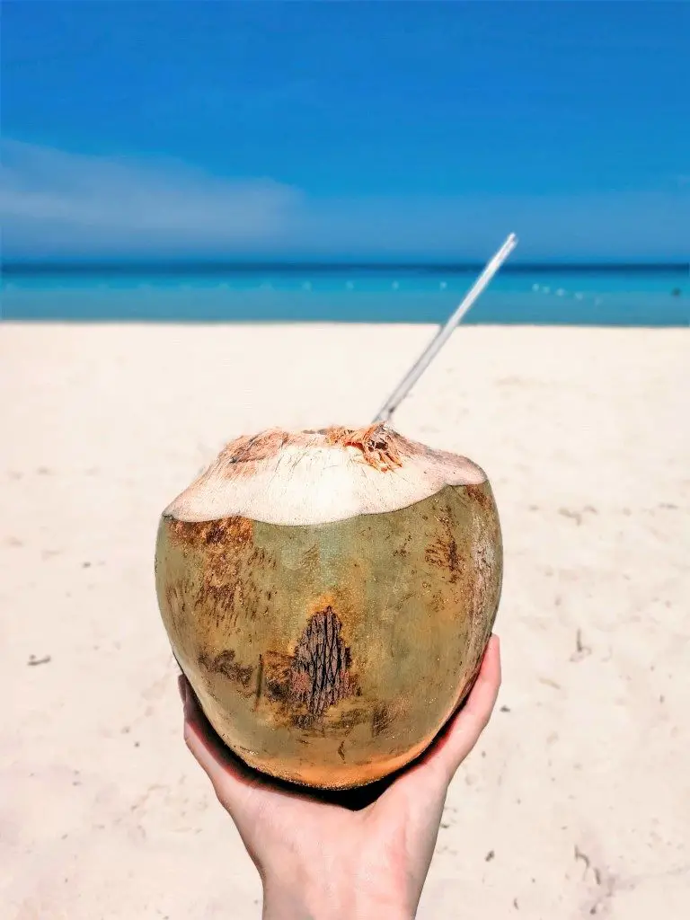 Coconut on 7 Mile Beach Negril Jamaica