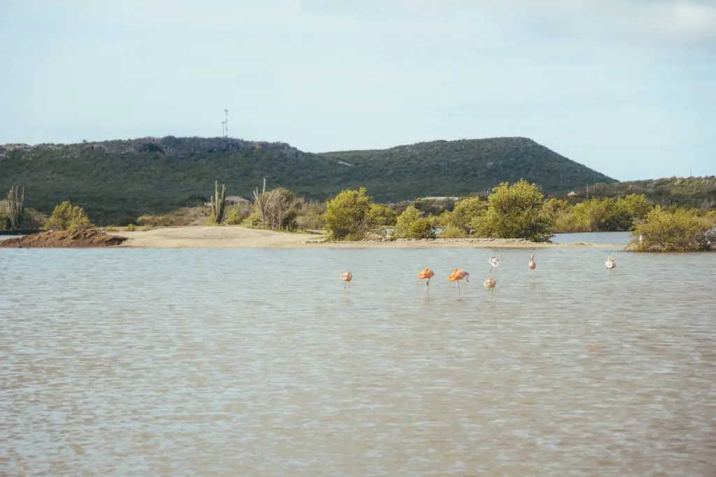 Flamingos auf Curacao