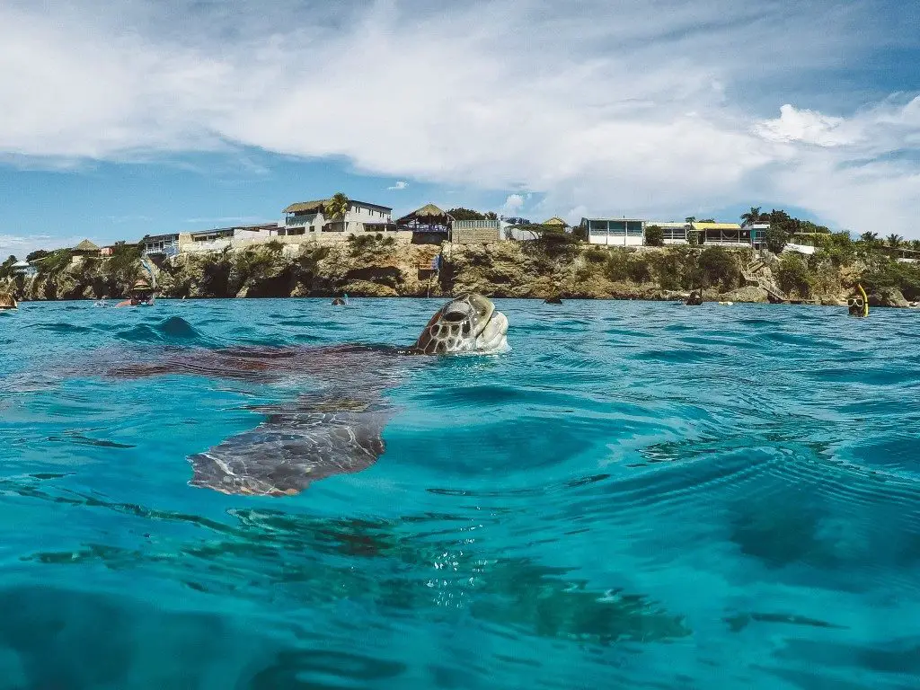 Schildkröte auf Curacao