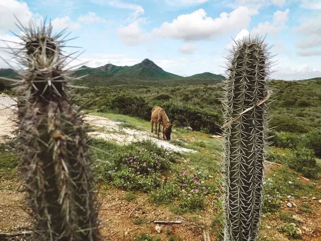 Curacao Urlaub Sehenswürdigkeiten