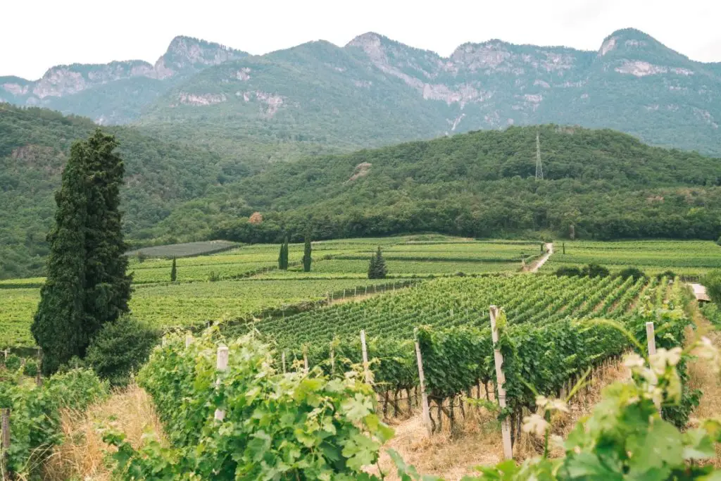 Weinberge im Meraner Land