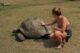 Schildkröten auf Curieuse Island
