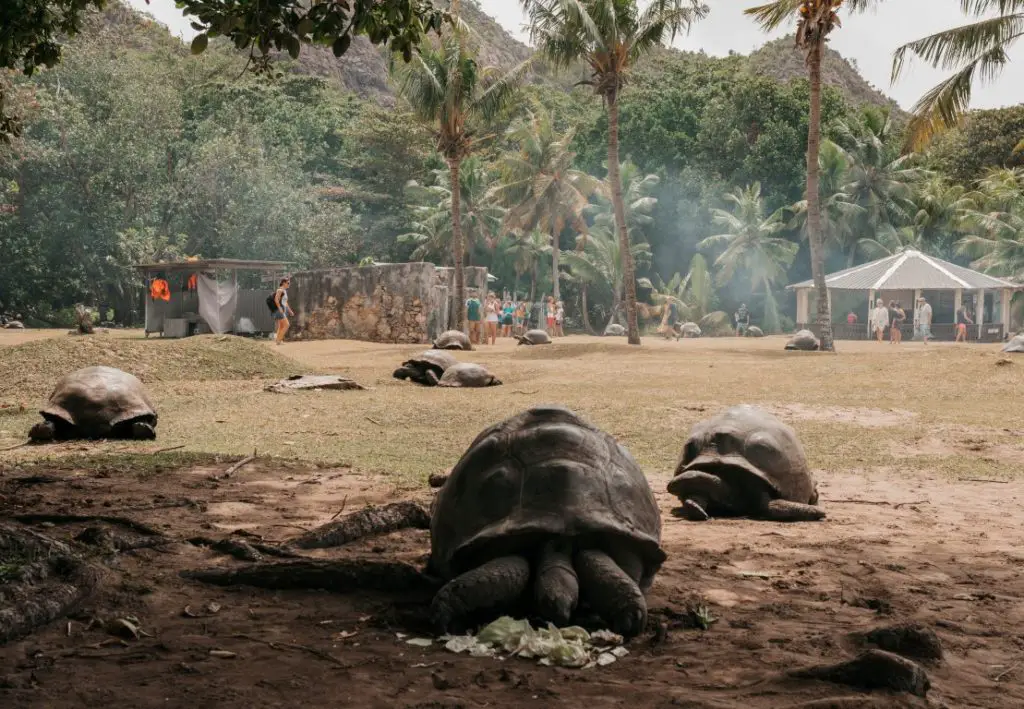 Schildkrötenfarm Curieuse Island Seychellen