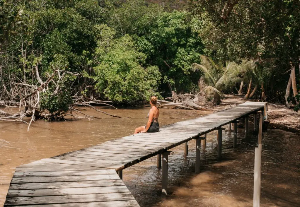 Mangroven auf Curieuse Island