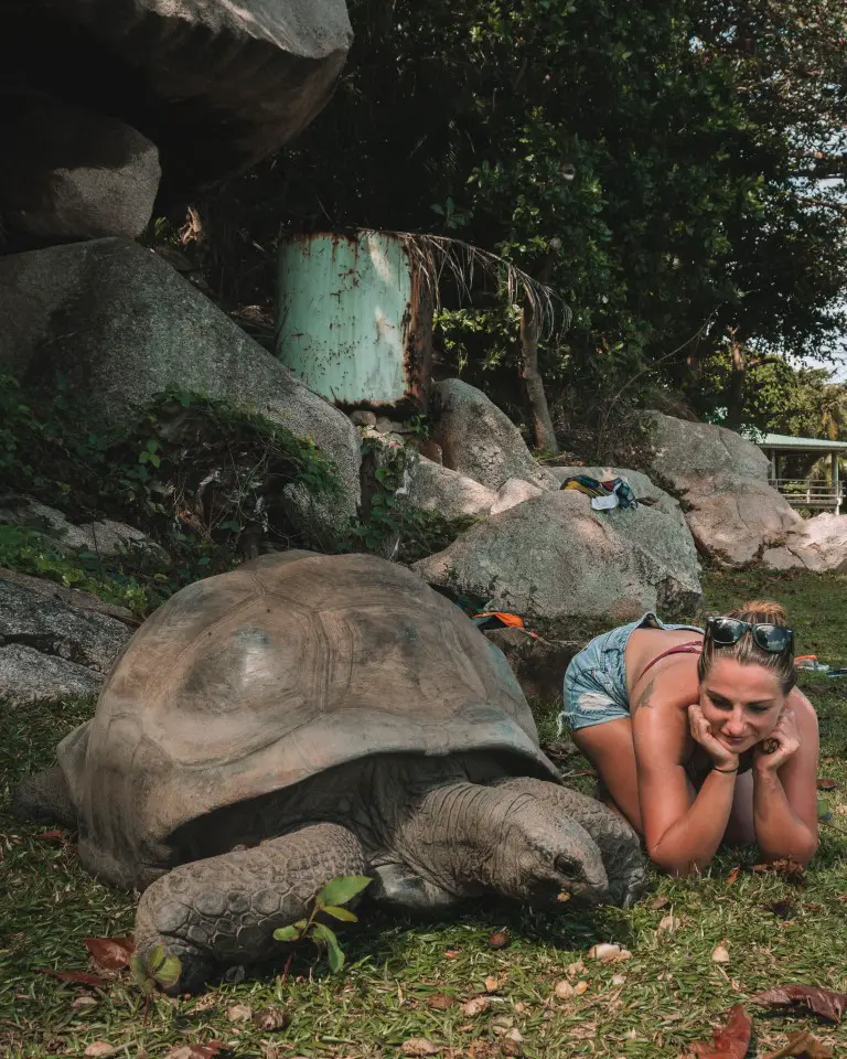 Seychellen Riesenschildköte