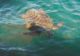 Meeresschildkröten Kefalonia Hafen