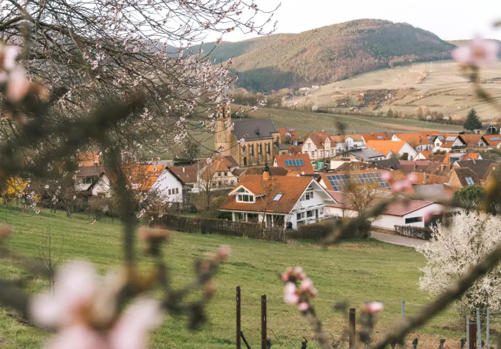 Mandelblüte Birkweiler Pfalz