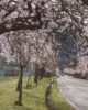 Villastraße Edenkoben Mandelblüte